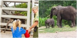 Make-A-Wish at Disney's Animal Kingdom - Corra Meets Cora!