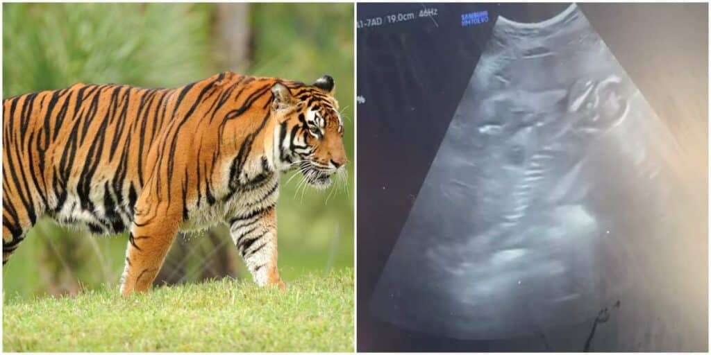 Disney World Announces Endangered Tiger Pregnancy