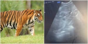 Disney World Announces Endangered Tiger Pregnancy