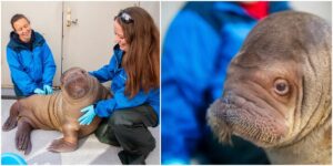 'Moo Deng' Who? Seaworld Orlando Introduces The Newest Rescued Pacific Walrus Calf Baby 'Uki'