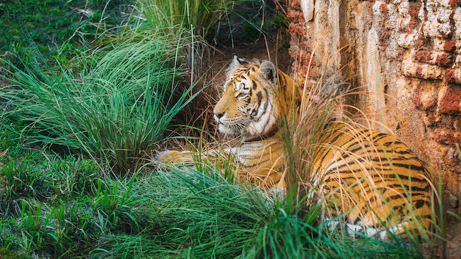 Disney World Announces Endangered Tiger Pregnancy