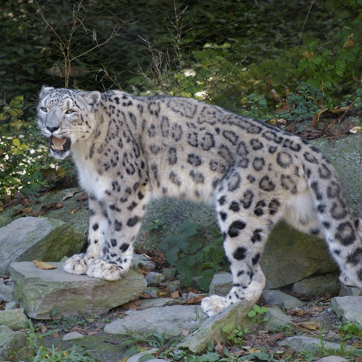 Disney Legend & Retired Imagineer Joe Rohde Will Speak in Central Florida to Raise Funds and Awareness for Snow Leopard Expedition