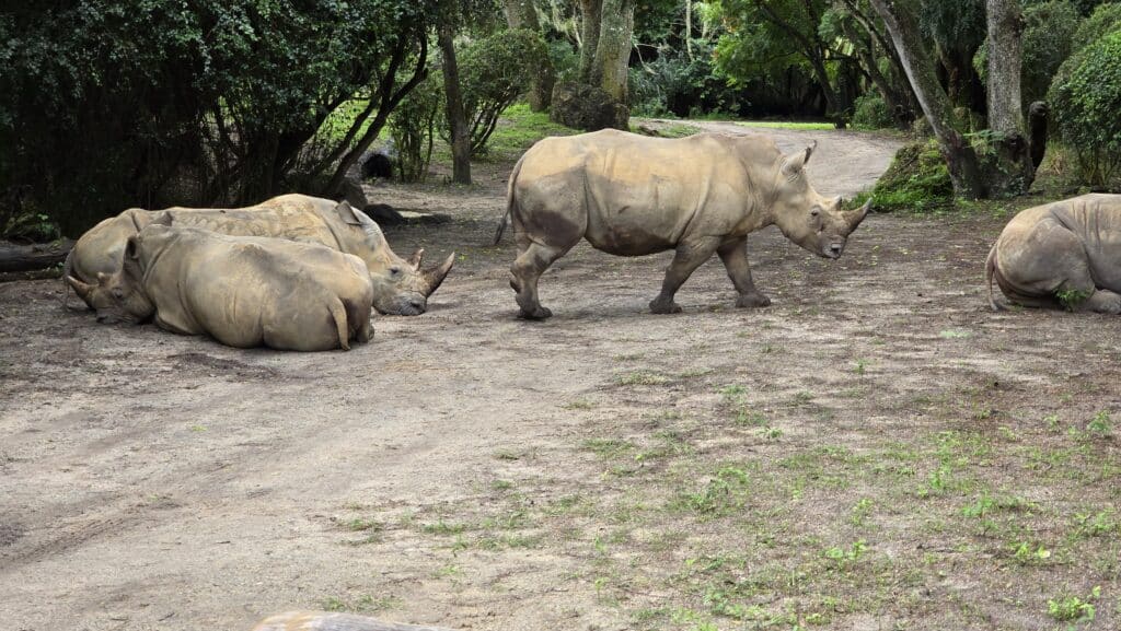 Dr. Mark at Disney Gives Thanks to Cast Members plus an Update on the Animals at Disney World