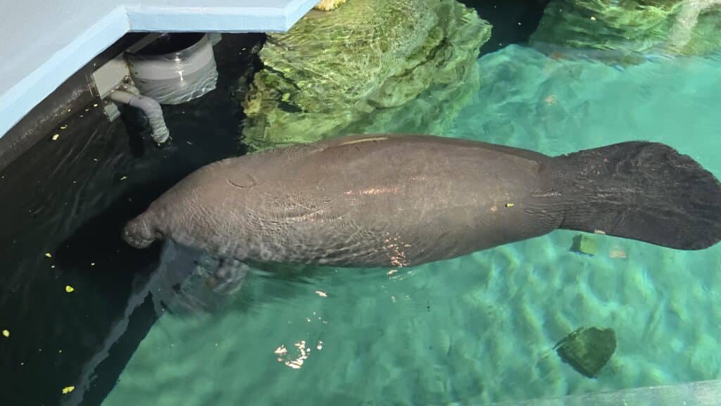 New Cuteness Overload as 1700 Pound Ocean Potato named "Inigo" Joins "Lil Joe" at SeaBase in Epcot