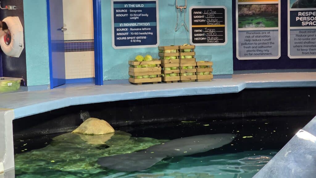 New Cuteness Overload as 1700 Pound Ocean Potato named "Inigo" Joins "Lil Joe" at SeaBase in Epcot