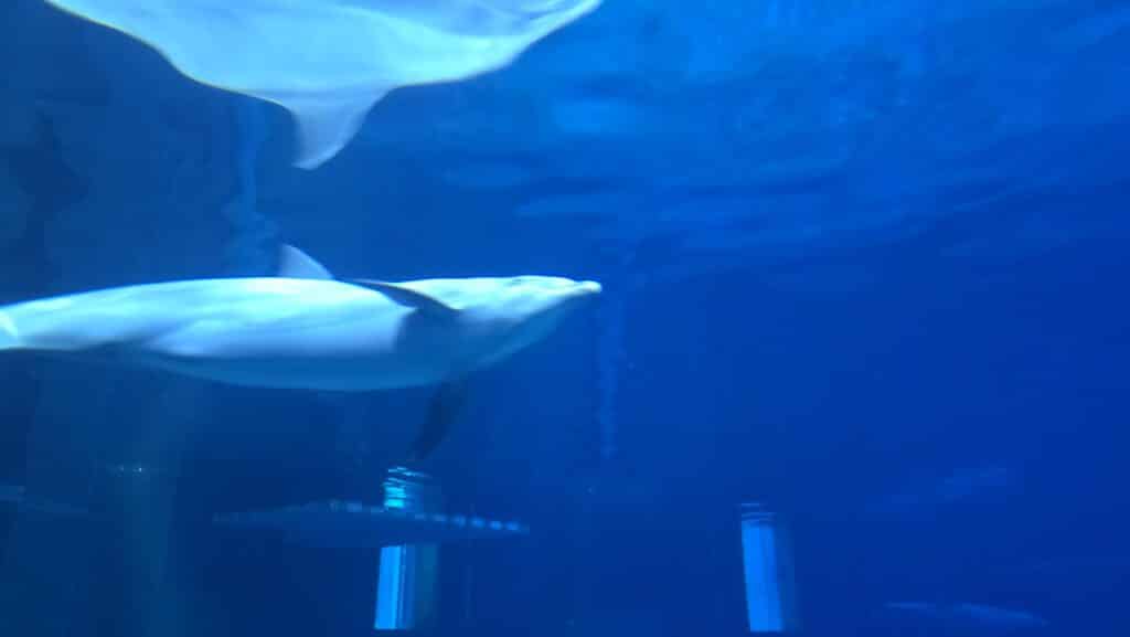 "so long and thanks for all the fish!" - Last Chance to See the Dolphins at Walt Disney World