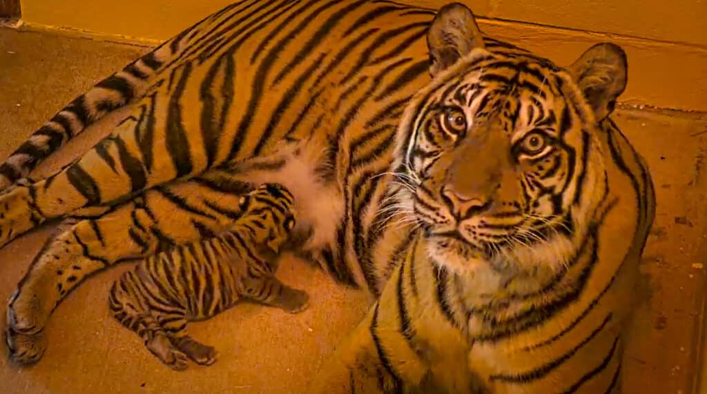 Disney World Announces Endangered Tiger Cub "Bakso" Born at Animal Kingdom