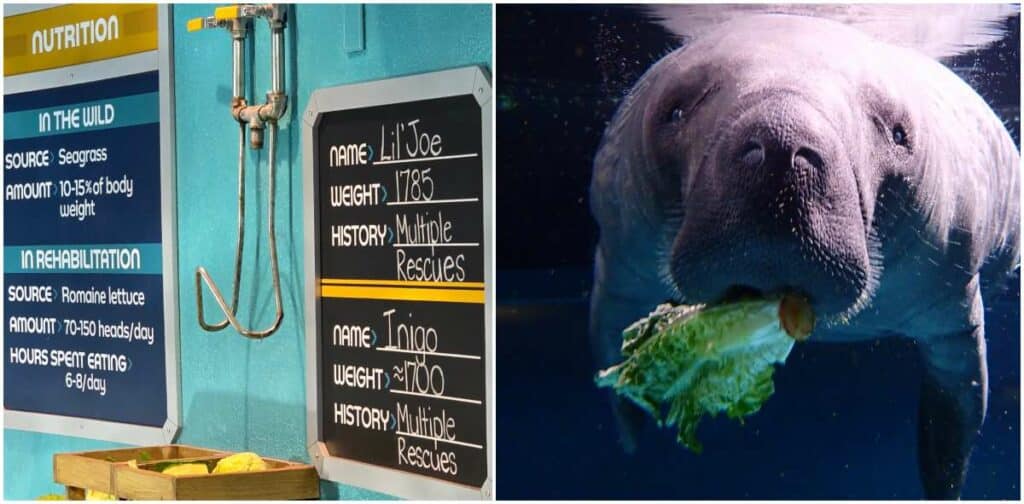 New Cuteness Overload as 1700 Pound Ocean Potato named "Inigo" Joins "Lil Joe" at SeaBase in Epcot