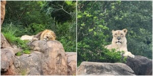 Disney's Animal Kingdom Lions and Stars of Live-Action "The Lion King" Dakari and Kamari Retiring from Kilimanjaro Safari